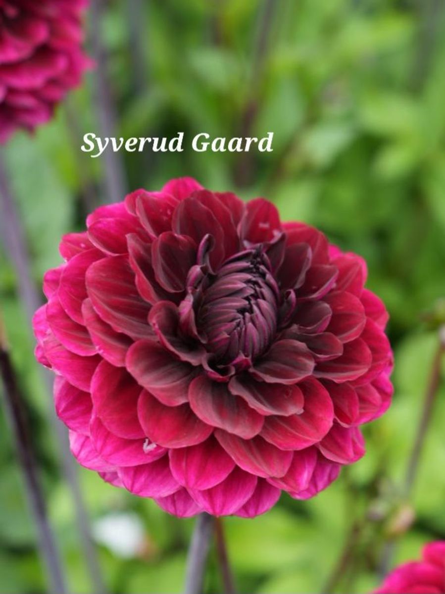 Dahlia Seniors Darkness Nyhet 2026