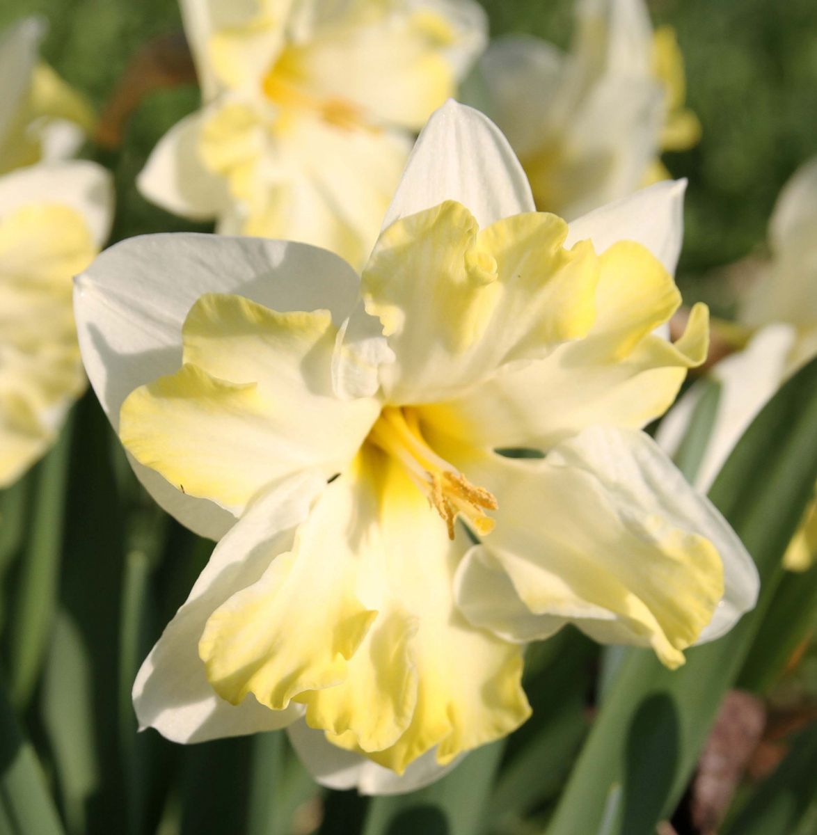 Narcissus Cassata 5 stykk 