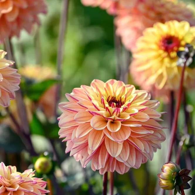 Hovedbilde Dahlia Gelia 