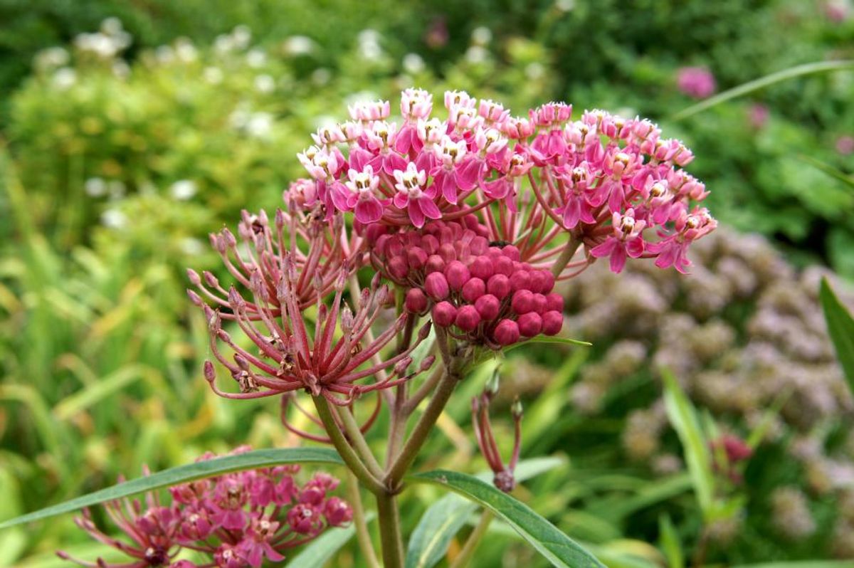 Asclepias Soulmate(silkeurt) 