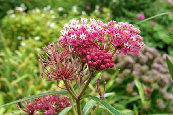 Hovedbilde Asclepias Soulmate(silkeurt) 1 stykk 