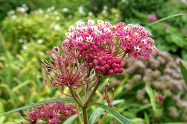 Hovedbilde Asclepias Soulmate(silkeurt) 