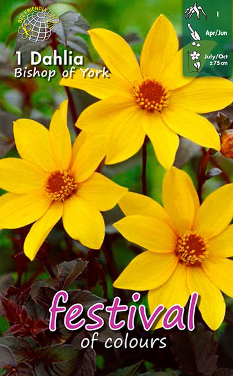 Dahlia Bishop of York 