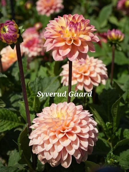 Hovedbilde Dahlia Princesse Elisabeth Nyhet 2026