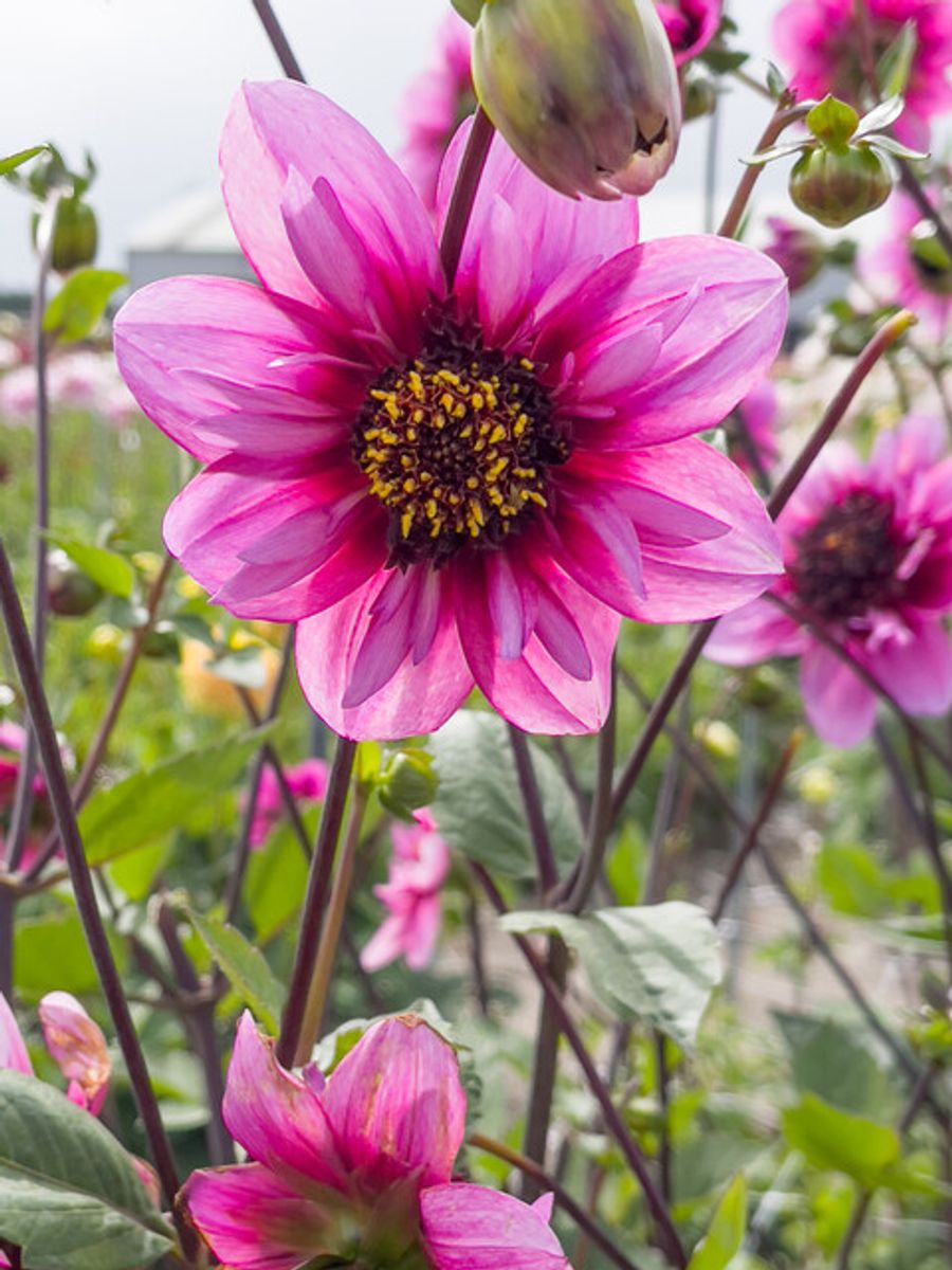 Dahlia Skyfall 