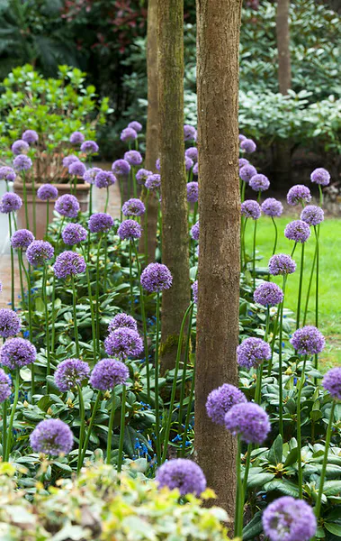 Hovedbilde Allium Gladiator 1 stykk 