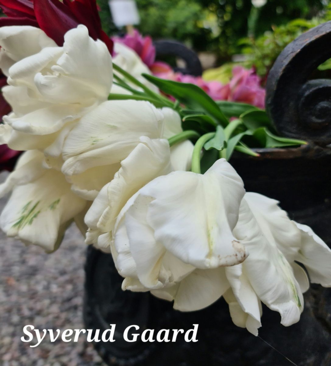 Tulipan Super Parrot 8 stykk 