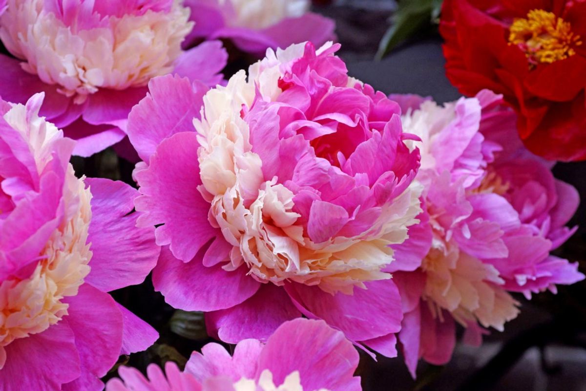 Paeonia Sorbet Nyhet