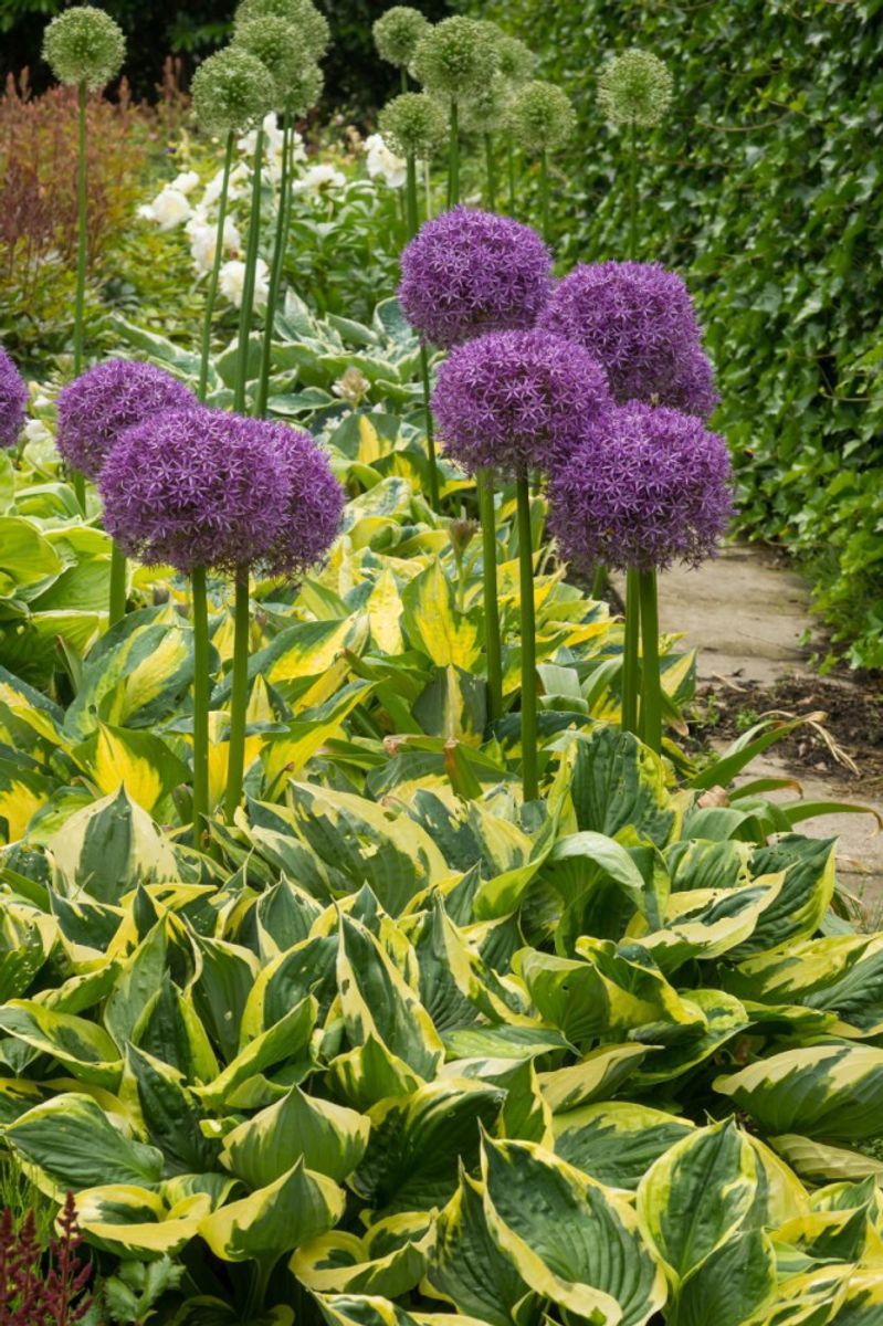 Allium Globemaster 1 stykk 