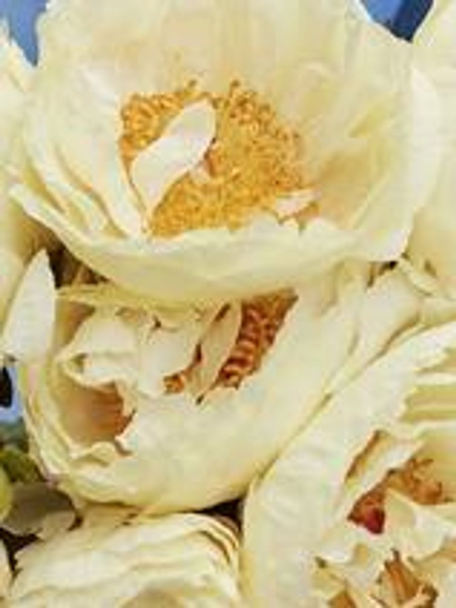 Paeonia Clair de Lune 