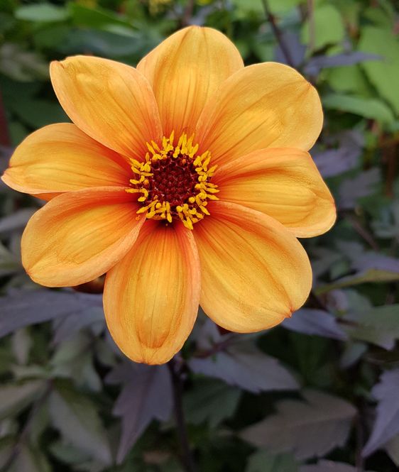 Hovedbilde Dahlia Bishop of Oxford 