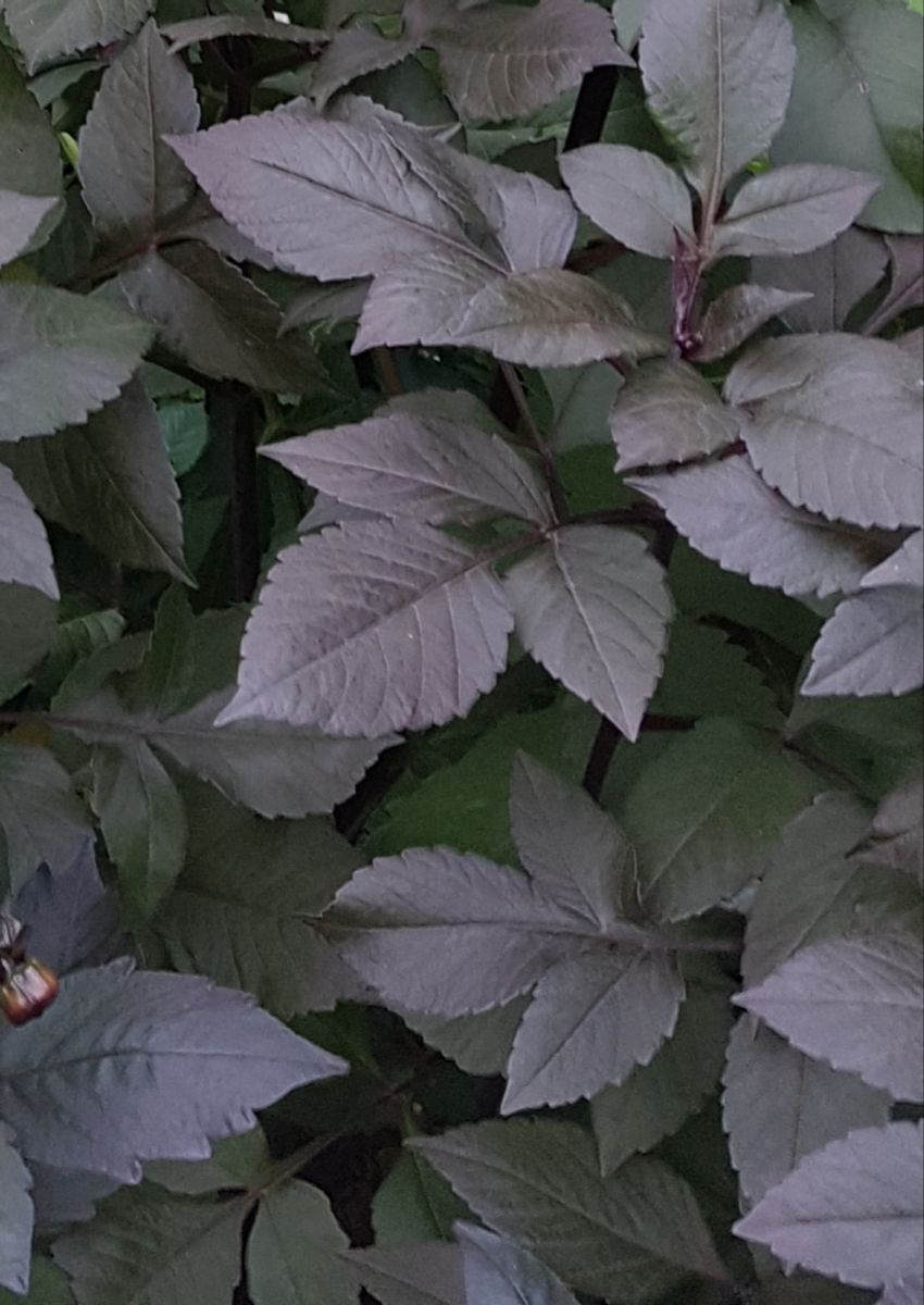 Dahlia Bishop of York 