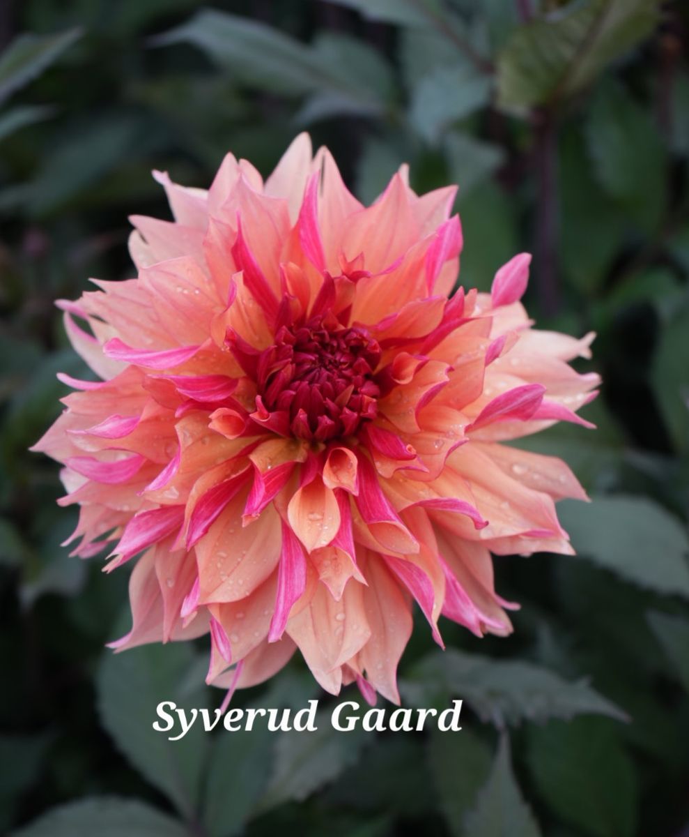 Dahlia Decora Nyhet 2026