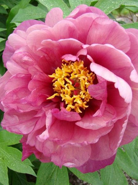 Hovedbilde Paeonia Itoh Yankee Doodle Dandy 