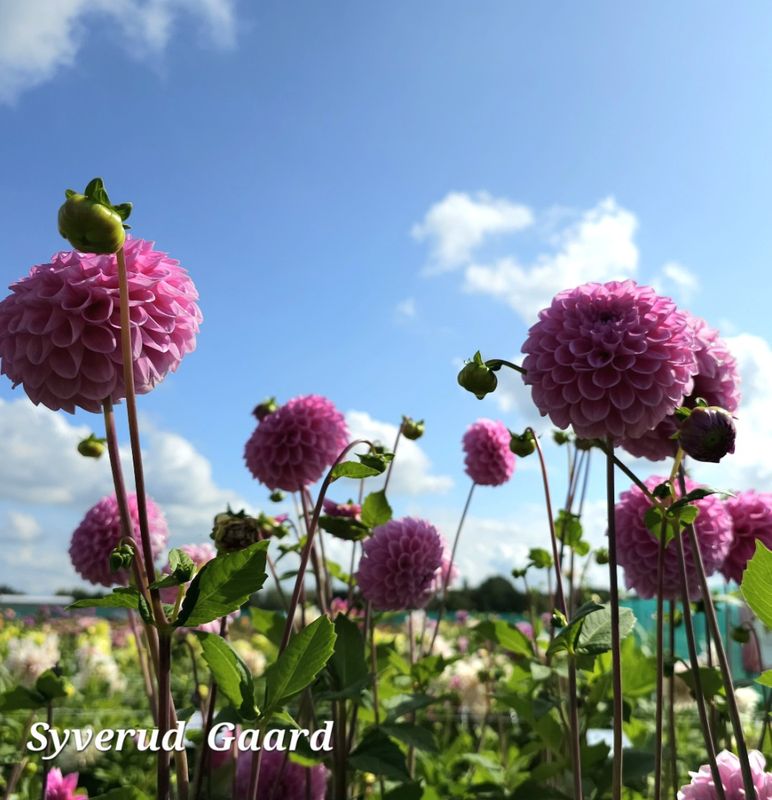 Dahlia Sweet Fabienne