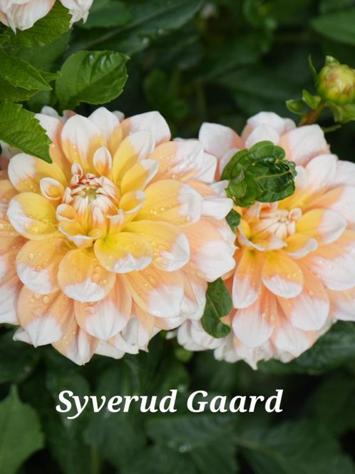 Hovedbilde Dahlia Seattle Nyhet 2027