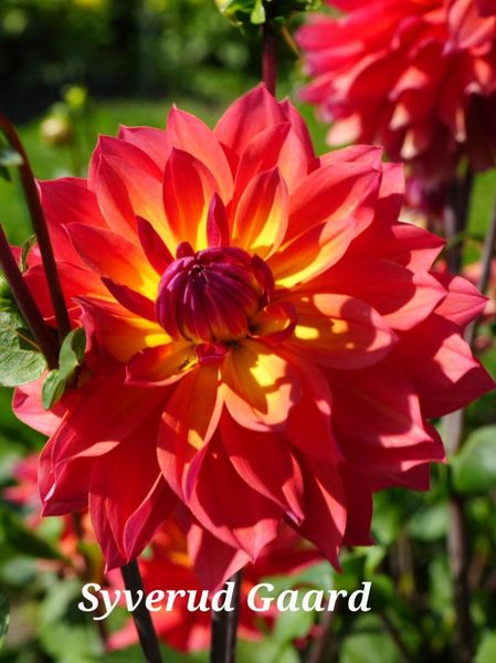 Hovedbilde Dahlia Firepot Nyhet 2026