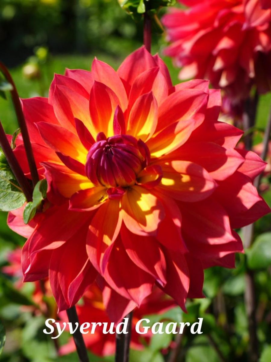 Dahlia Firepot Nyhet 2026