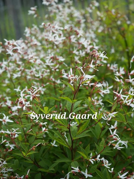 Hovedbilde Gillenia Trifoliata 1 stykk 
