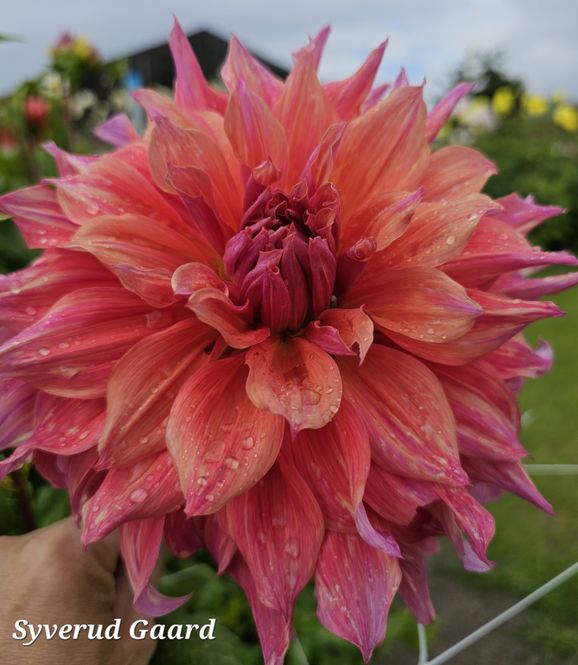 Hovedbilde Dahlia Belle of Barmera 