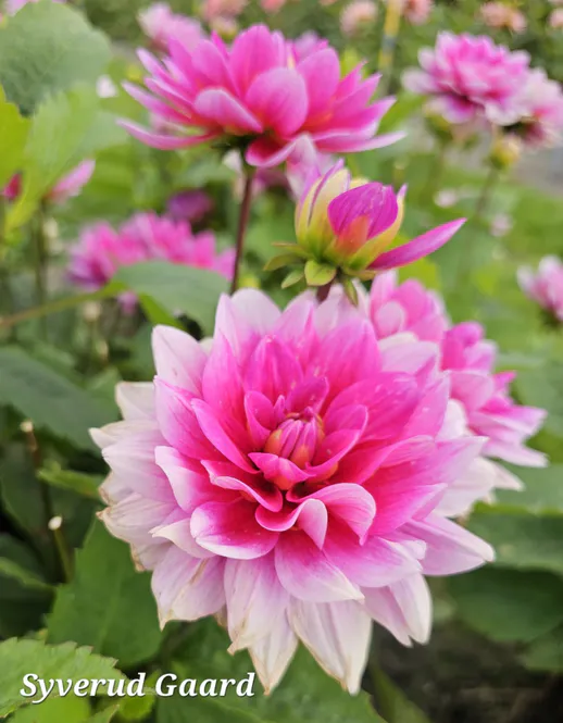 Hovedbilde Dahlia Bluesette 