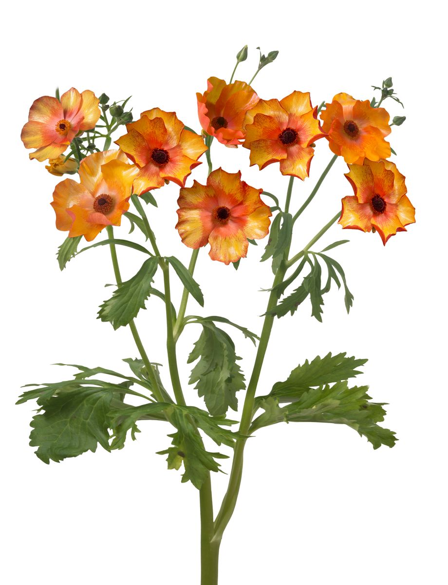Ranunculus Butterfly Minoan 4 stykk Nyhet