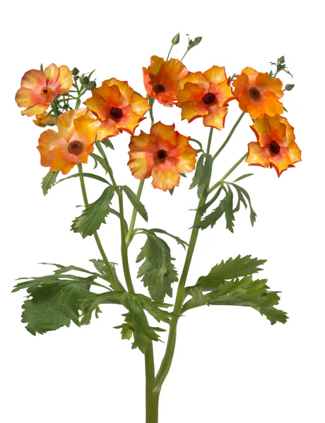 Hovedbilde Ranunculus Butterfly Minoan 4 stykk Nyhet