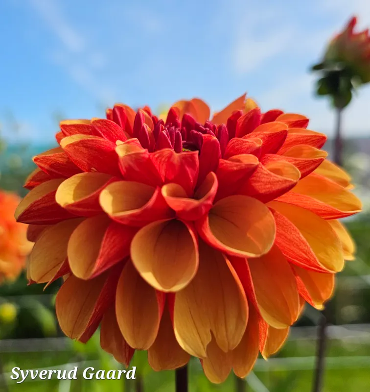 Dahlia American Sunset