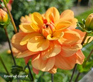 Bilde av Dahlia Ginger Snap Nyhet