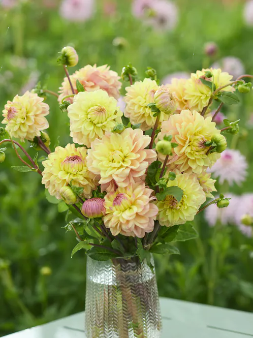 Hovedbilde Dahlia Bazuin Candy Nyhet 2027
