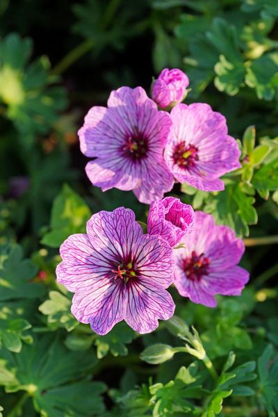 Hovedbilde Geranium Ballerina  1 stykk Nyhet