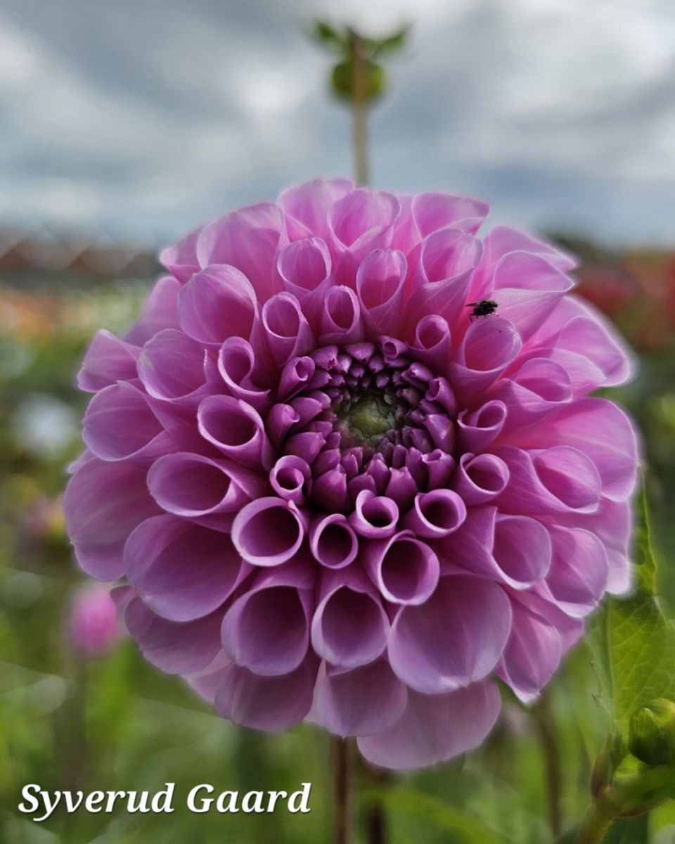 Dahlia Stolze Von Berlin 