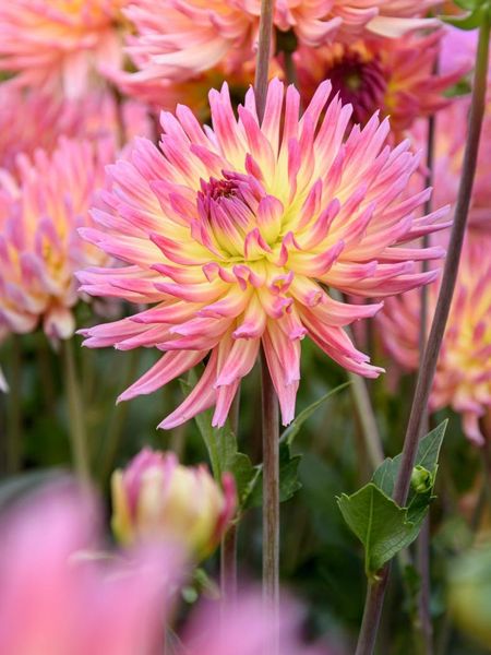 Hovedbilde Dahlia Jeanne Dàrc Nyhet 2026