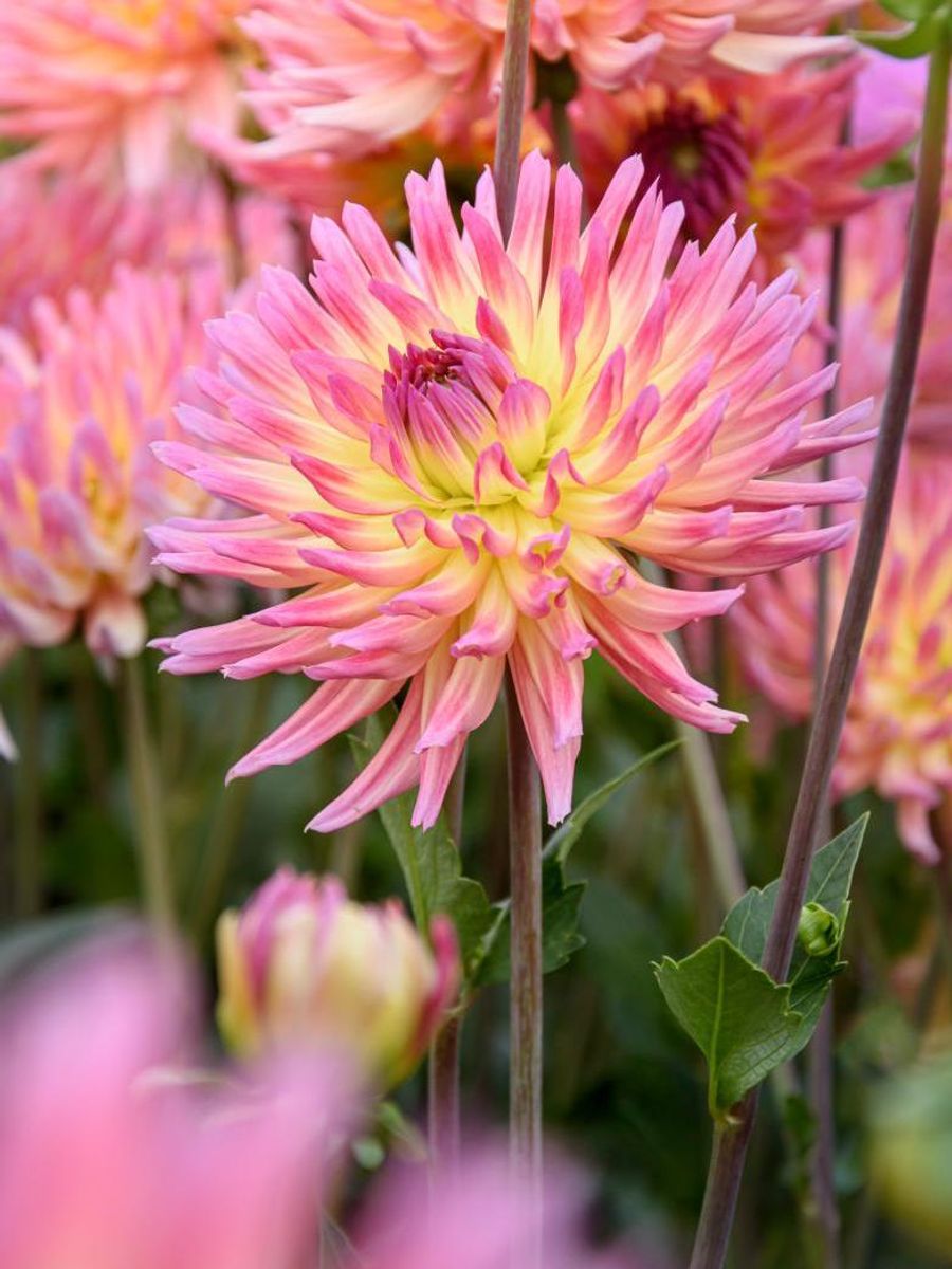 Dahlia Jeanne Dàrc Nyhet 2026
