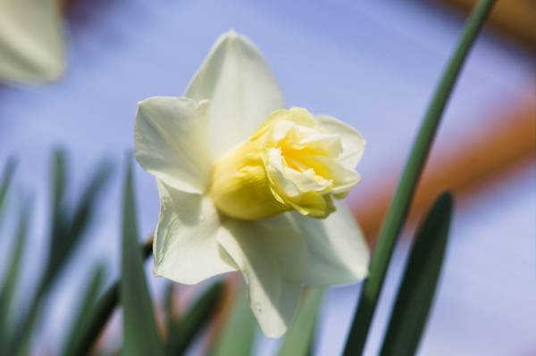 Hovedbilde Narcissus Popeye 5 stk Nyhet