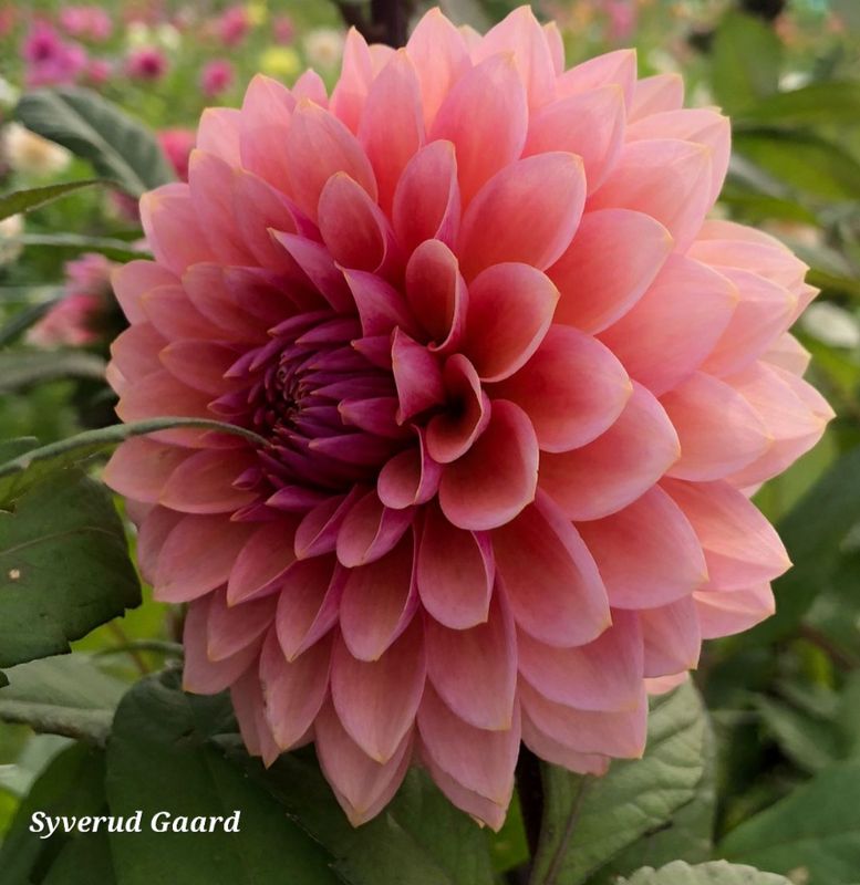 Dahlia Sweet Sanne 