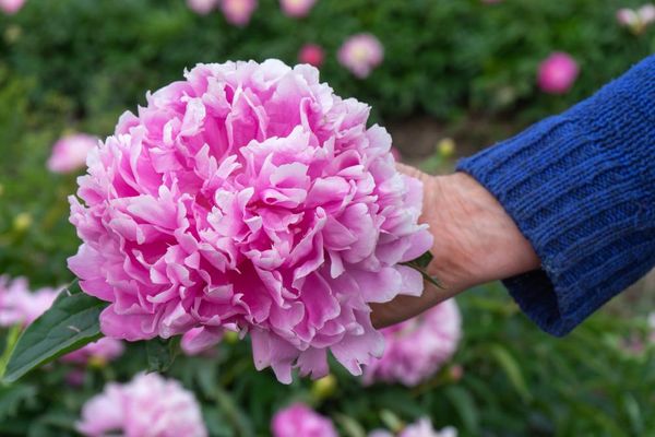 Hovedbilde Paeonia Monsieur Jules Elie 