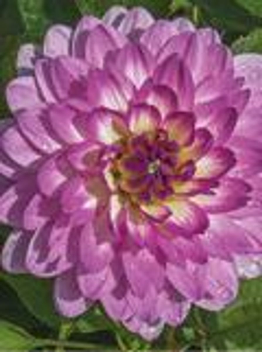 Dahlia Bitsy Nyhet 2026