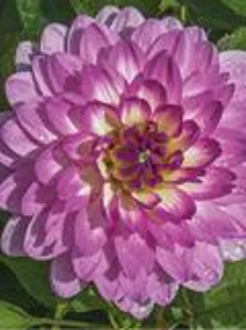 Hovedbilde Dahlia Bitsy 