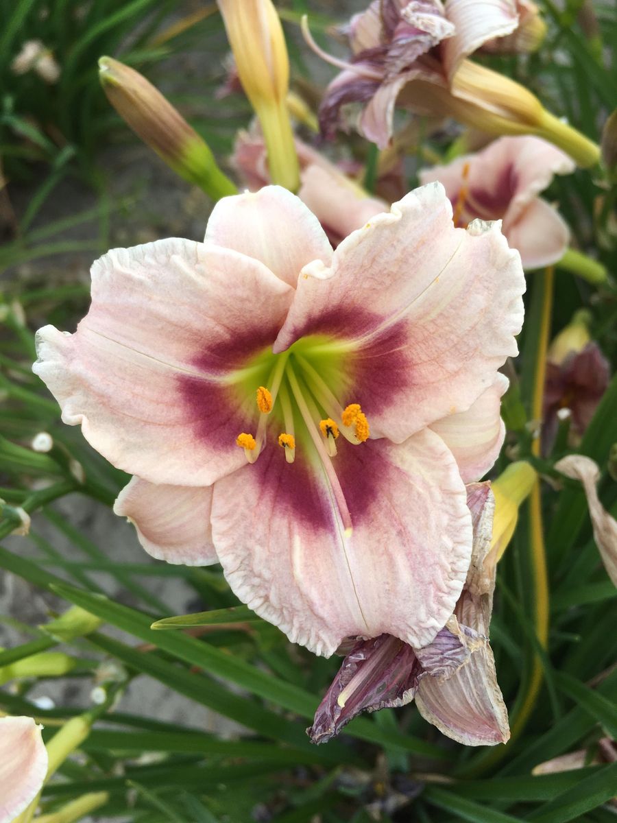 Hemerocallis Blueberry Vanilla 