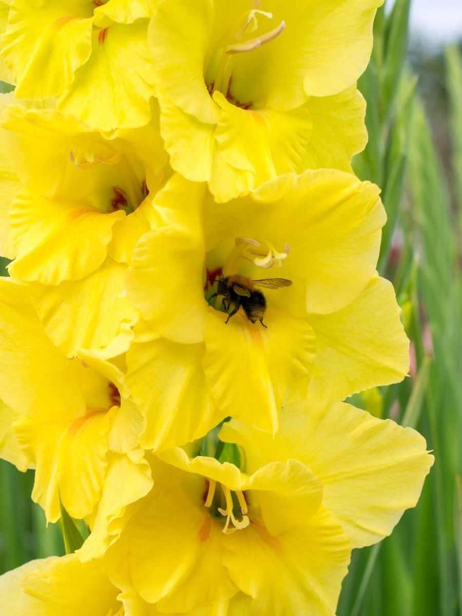 Gladiolus Bananarama 8 stykk Nyhet