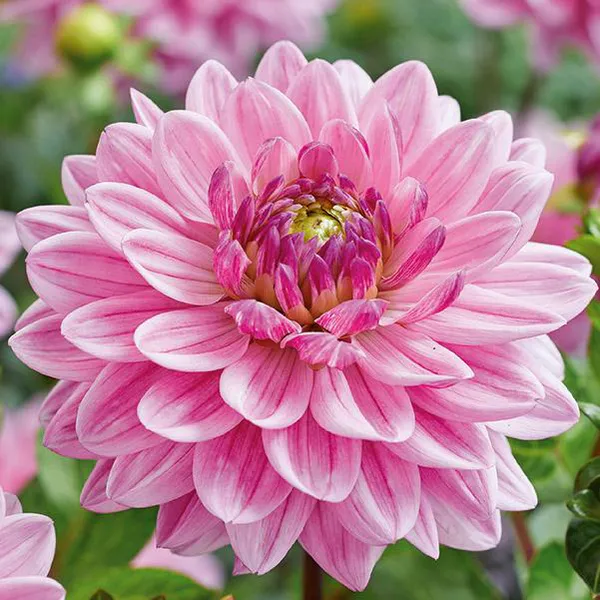 Hovedbilde Dahlia Anne Marie
