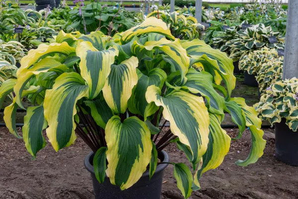 Hovedbilde Hosta Monkey Business1 stykk Nyhet