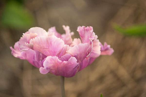 Hovedbilde Tulipan Vovos 5 stykk Nyhet