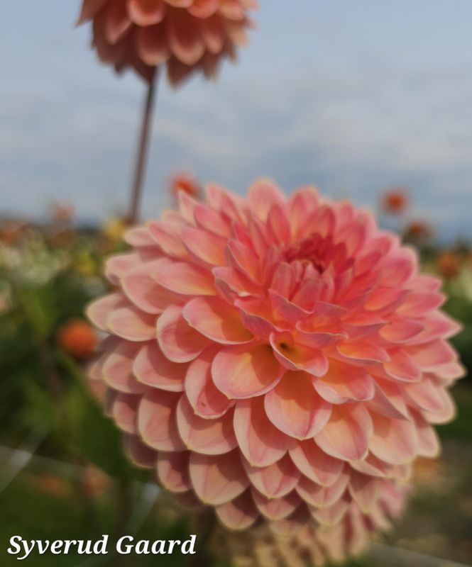 Dahlia Hillcrest Suffusion 