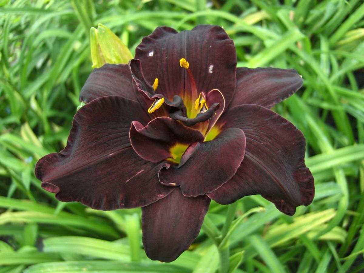 Hemerocallis Bogeyman 1 stykk Nyhet