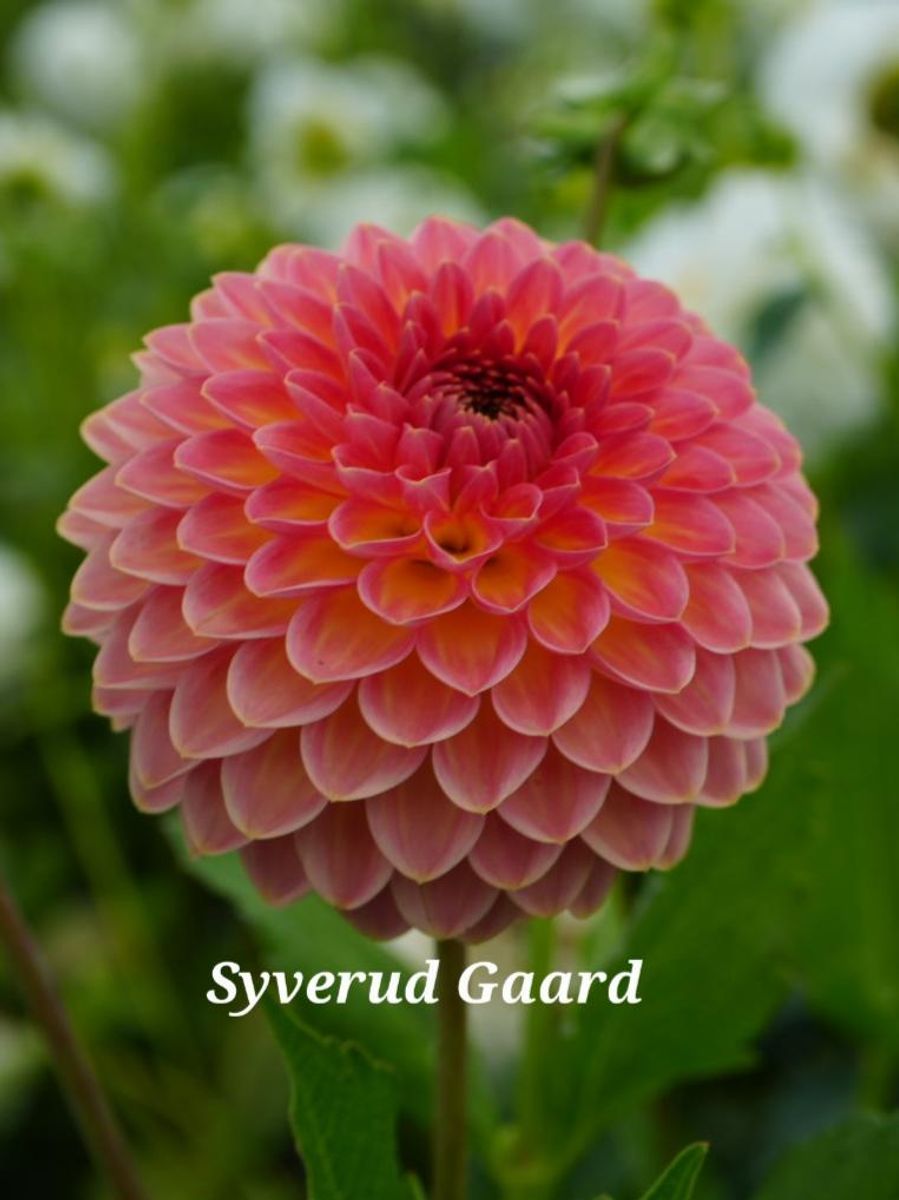 Dahlia Hillcrest Suffusion 