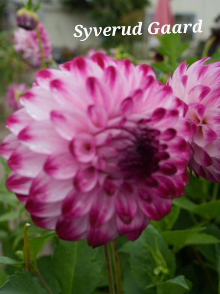 Hovedbilde Dahlia Caproz Pizzazz Nyhet 2026