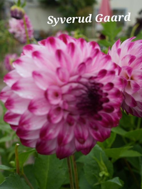 Hovedbilde Dahlia Caproz Pizzazz 