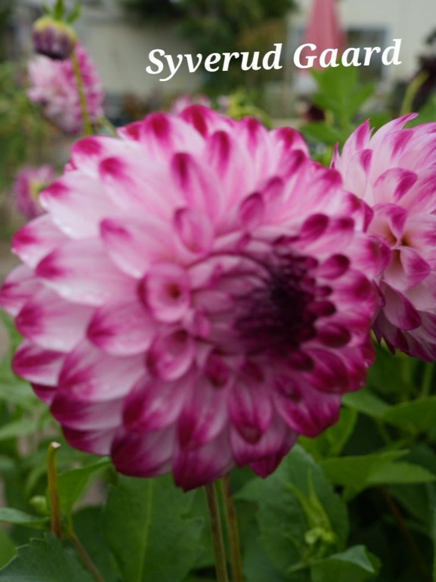 Dahlia Caproz Pizzazz Nyhet 2026